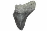 Partial Megalodon Tooth - South Carolina #320718-1